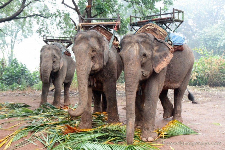 Przejażdzka na słoniach
