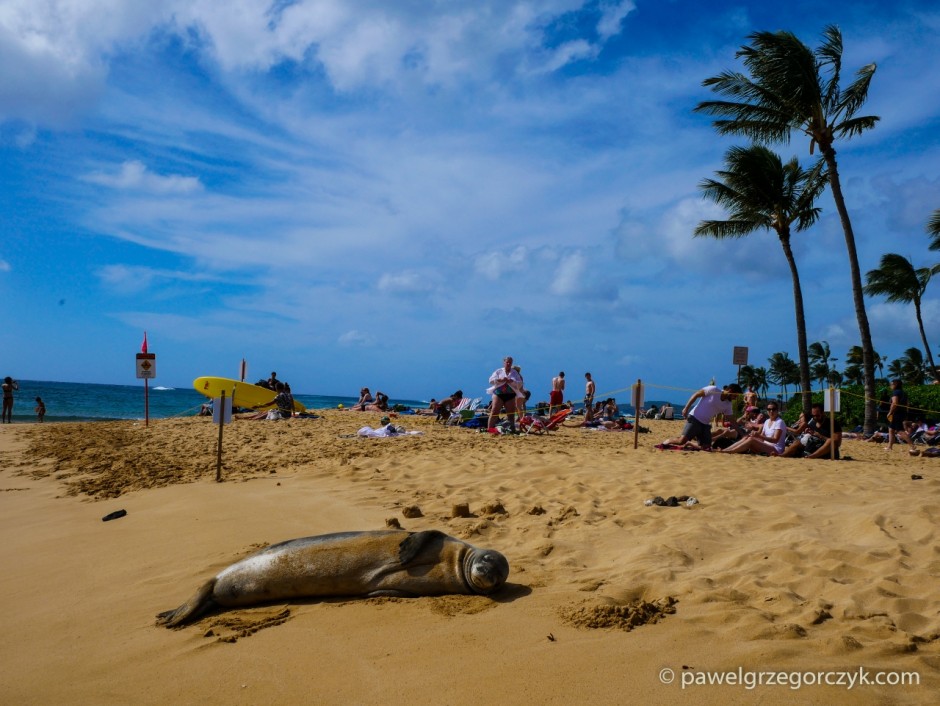 Foka na plaży – Hawaje