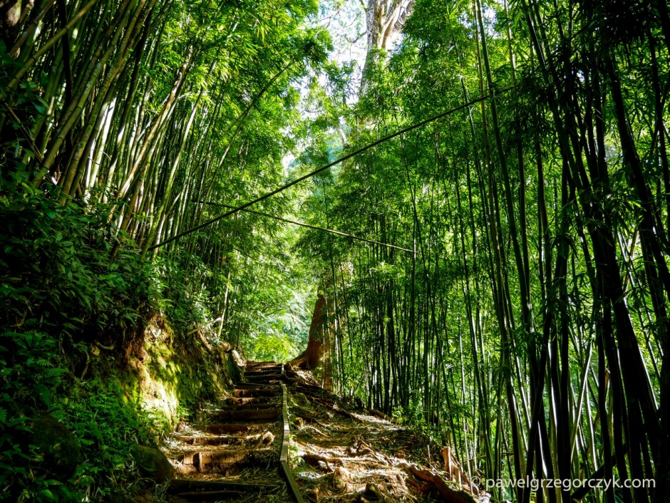 Manoa Falls – bambusowy las